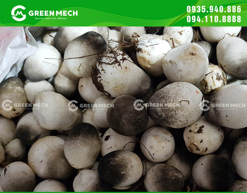 Thu hoạch nấm rơm áp dụng kỹ thuật trồng nấm rơm bằng mùn cưa