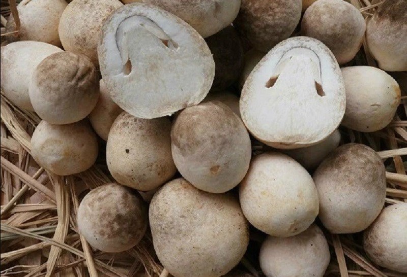 Nấm rơm không chỉ ngon còn bổ dưỡng